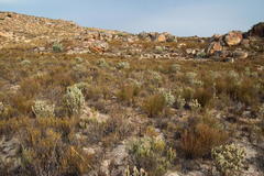 Aspalathus shawii shawii