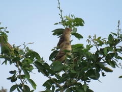 Passerina caerulea