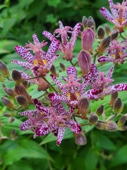 Tricyrtis formosana