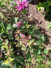 Monarda bartlettii
