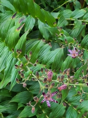 Tricyrtis formosana