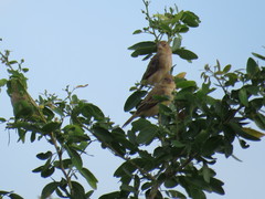 Passerina caerulea