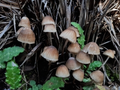 Mycena subgalericulata
