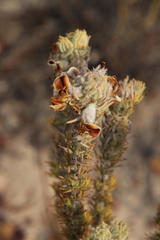 Aspalathus shawii shawii