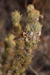 Aspalathus shawii shawii