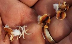 Aspalathus shawii shawii