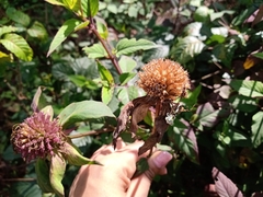 Monarda bartlettii