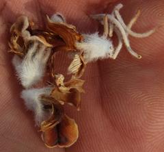 Aspalathus shawii shawii