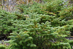 Picea jezoensis jezoensis