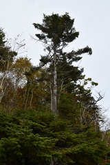 Picea jezoensis jezoensis