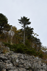 Picea jezoensis jezoensis