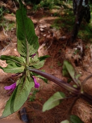 Monarda bartlettii