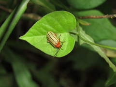 Disonycha quinquelineata