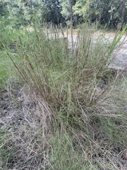 Muhlenbergia dumosa