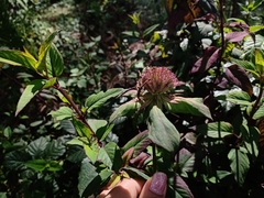 Monarda bartlettii