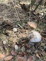 Amanita submembranacea