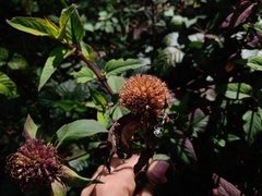 Monarda bartlettii
