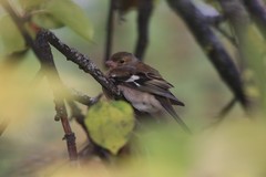 Fringilla coelebs