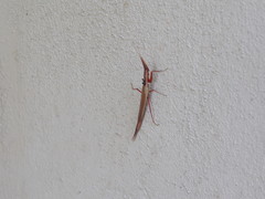 Pyrgomantis rhodesica