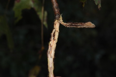 Lasioptera querciperda
