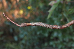 Lasioptera querciperda