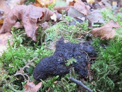 Siphoptychium violaceum