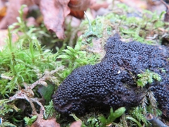 Siphoptychium violaceum