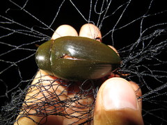 Hydrophilus insularis