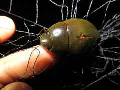 Hydrophilus insularis
