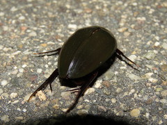Hydrophilus insularis