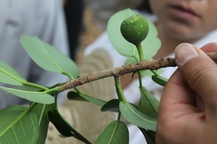 Ficus crocata