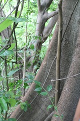 Ficus crocata