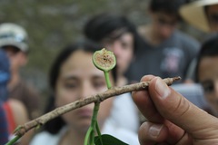 Ficus crocata