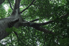 Ficus crocata