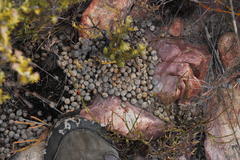 Pronolagus saundersiae