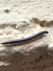 Ommatoiulus sabulosus