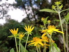 Verbesina hypoglauca