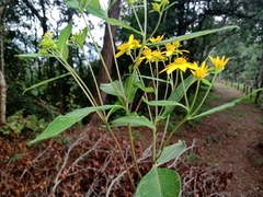 Verbesina hypoglauca