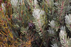 Protea pendula