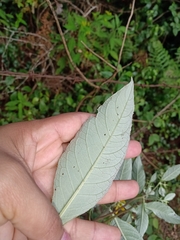 Verbesina hypoglauca