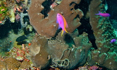 Mirolabrichthys tuka