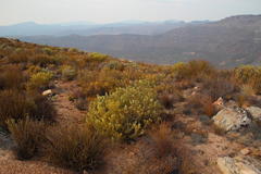 Leucadendron glaberrimum glaberrimum