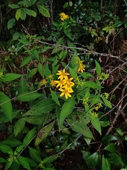 Verbesina hypoglauca