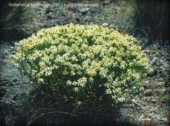 Gutierrezia spathulata