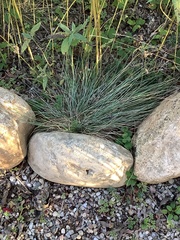 Festuca glauca