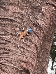 Acanthocercus branchi