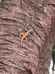 Acanthocercus branchi