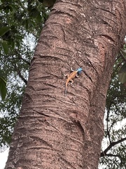 Acanthocercus branchi