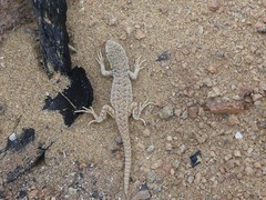 Liolaemus nigromaculatus