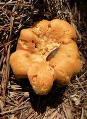 Cantharellus roseocanus